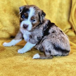 Miniature Australian Shepherd Puppies from AG Aussies
