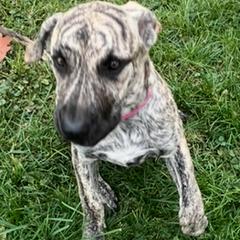 Girl 2 - female Perro de Presa Canario puppy in Madison, Ohio from Joshua's Perro de Presa Canario