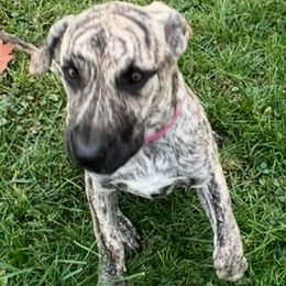 Girl 2 - female Perro de Presa Canario puppy in Madison, Ohio from Joshua's Perro de Presa Canario