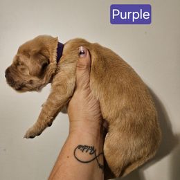 Girl 5 - Golden female Golden Retriever puppy in Hamilton, Mississippi from Keller's Retrievers