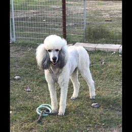 Sam - Poodle