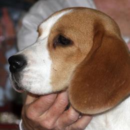 Daisy - Beagle