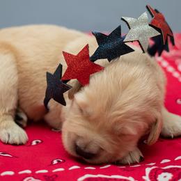 Mr. Orange - Golden male Golden Retriever puppy in Brentwood, California from Golden M Family Farms