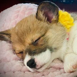 Pembroke Welsh Corgis from Bluegrass Royalty