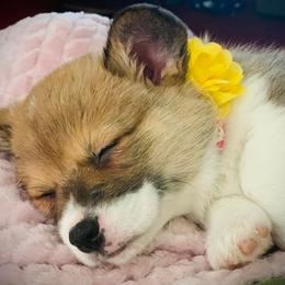 Pembroke Welsh Corgis from Bluegrass Royalty