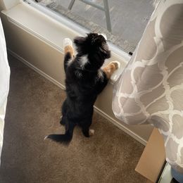 "Bonnie- 3 months old" Miniature Australian Shepherd Puppies from Integrity Aussies Tx