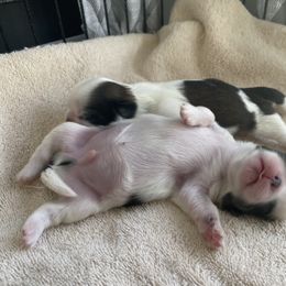 Shih Tzu Puppies from Willow Lane Shih Tzus
