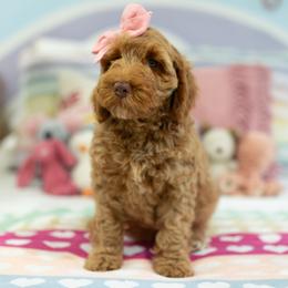 Goldie - Caramel female Australian Labradoodle puppy in Ardmore, Oklahoma from Mop Top Doodle Co.