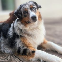 Bolt - Australian Shepherd