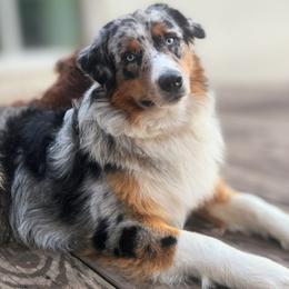 Bolt - Australian Shepherd