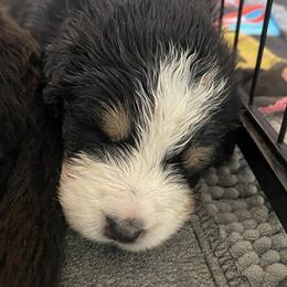 Girl 1 - Tri-color female Bernese Mountain Dog puppy in Rochester, New Hampshire from Stick House Bernese