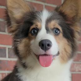 American Corgis and Pembroke Welsh Corgis from Triple B Bayou Corgis