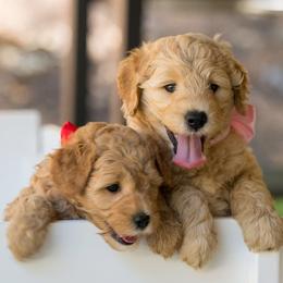 Bernedoodles and Goldendoodles from Dallas Doodles LLC