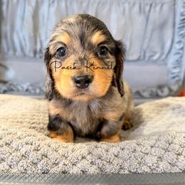 Casanova - Dapple male Dachshund puppy in Anderson, Alabama from Pasek Kennels