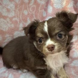 Bobbidi - Chocolate and tan female Chihuahua puppy in Summerfield, Florida from Impeccable's Boutique & Ethical Breeder for the educated & discriminating ONLY