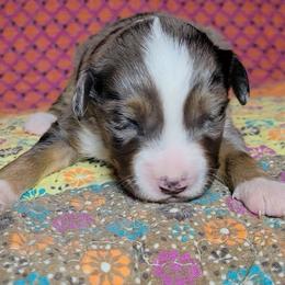 Azurite - Blue merle male Miniature Australian Shepherd puppy in Sunbury, Pennsylvania from Elemental Mini Aussies