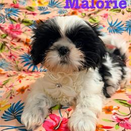 Malorie - Black and white female Shih Tzu puppy in Hemet, California from Aloha Shih Tzu