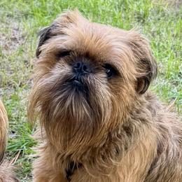 Enzo - Brussels Griffon