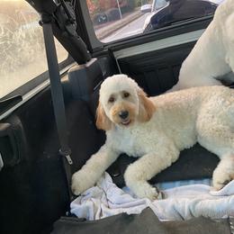 Macy - Goldendoodle