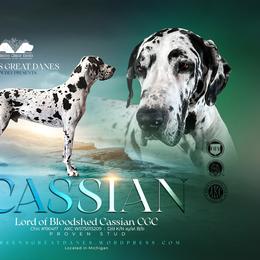 Cassian - Great Dane