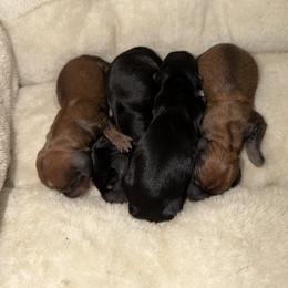 Boy 2 - Red male Dachshund puppy in Texarkana, Arkansas from Cadie Bounds