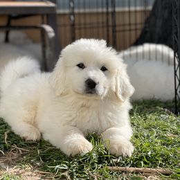 Great Pyrenees Puppies from Forestwood Farms Great Pyrenees