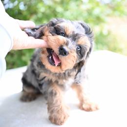 Jasper - Merle male Cavapoo puppy in Lawton, Oklahoma from Lindsey’s Cavies