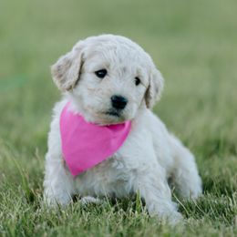 Goldendoodle and Sheepadoodle Puppies from Sunnyfarm Doodles