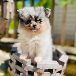 Gyro - Blue merle male Pomeranian puppy in Buck Valley, Pennsylvania from Buck Valley Pomeranians