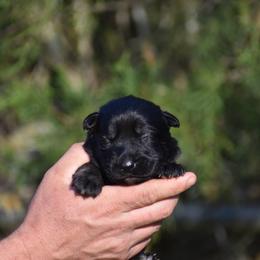 Bi Color Male - Bi-color male German Shepherd puppy in Mariana, Florida from Haus M Godwin