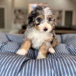 Lilac Collar - Blue merle female Bernedoodle puppy in Indiahoma, Oklahoma from Farm Fresh Doodles