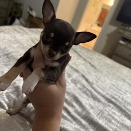 Chihuahua puppies from Divine K9s LLC