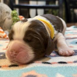 06 Gary - Liver white and tan male English Springer Spaniel puppy in Comer, Georgia from Stratton Spaniels