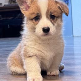 Girl 2 - White and red female Pembroke Welsh Corgi puppy in Tehachapi, California from Trotter Hill Farms