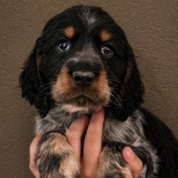 Riddler - Tri-Roan male English Springer Spaniel puppy in Fort White, Florida from Thunderbird Springers