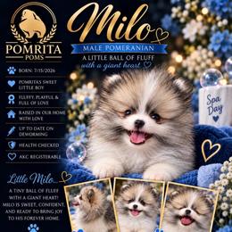 Milo - Cream sable parti male Pomeranian puppy in North Port, Florida from POMRITA POM’S