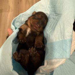 Yorkshire Terrier puppies from Yorkshire Terrier Puppies