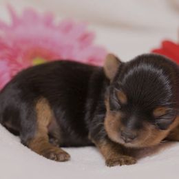 Ellie - Black and tan female Yorkshire Terrier puppy in Kingston, Oklahoma from Lake Life
