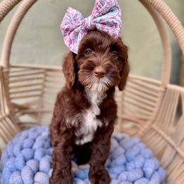 Fuzzy - Chocolate female Australian Labradoodle puppy in Morgan Hill, California from Loving Labradoodle