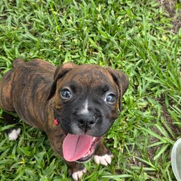 Boxer Puppies from Smith's Boxers