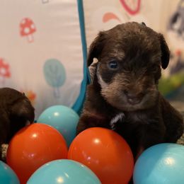 Miniature Schnauzer Puppies from Booms baby