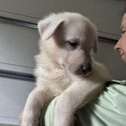 Rapha - White female German Shepherd puppy in Perkasie, Pennsylvania from Twila Ruth Herot