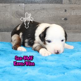 Sea - Blue merle female Miniature American Shepherd puppy in Elgin, Oregon from Cross L Miniature American Shepherds