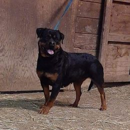 Helga - Rottweiler