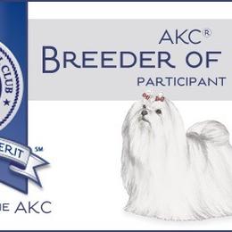 AKC Male 2 - White male Maltese puppy in Wilson, New York from Maltese By Valerie