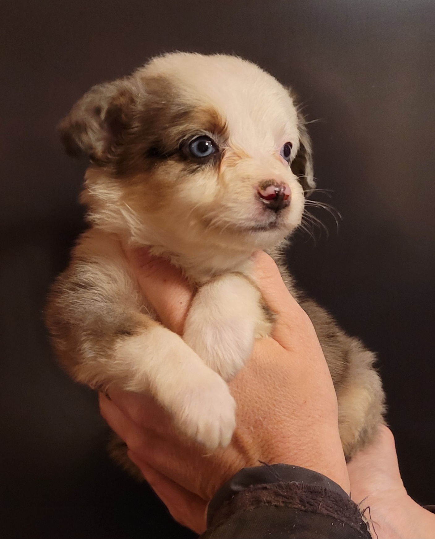Miniature Australian Shepherd Puppies from TC Farms Stock Dogs