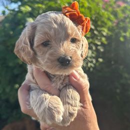 Chloe - Buff female Cockapoo puppy in Selma, California from Mollys Dollys