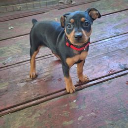 Miniature Pinscher Puppies from K&J's Min Pins Of Grand Lake