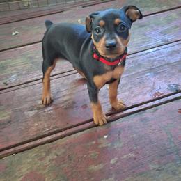 Miniature Pinscher Puppies from K&J's Min Pins Of Grand Lake