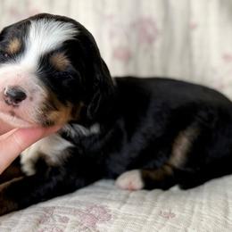 Rocky (black collar boy) - Tri-color male Bernedoodle puppy in Colorado Springs, Colorado from Mercy Mountain Bernedoodles